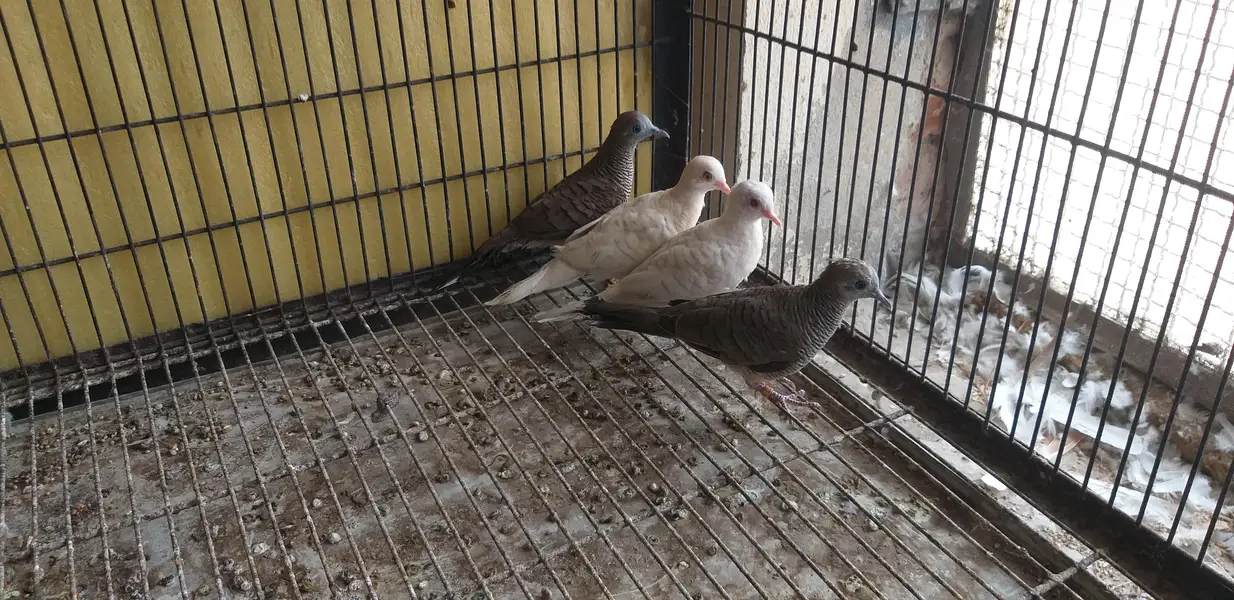 Doves /Doves For Sale /Zebra Dove /Qumri /Fakhta /All kind of Doves — photo 4