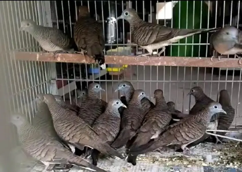 Doves /Doves For Sale /Zebra Dove /Qumri /Fakhta /All kind of Doves — photo 6