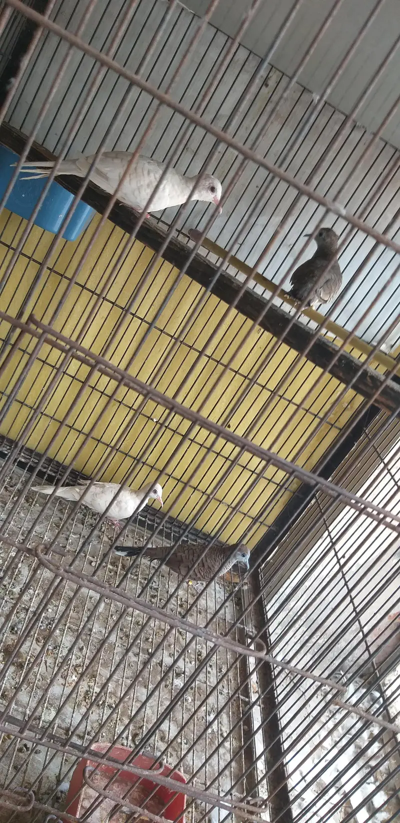 Doves /Doves For Sale /Zebra Dove /Qumri /Fakhta /All kind of Doves — photo 7