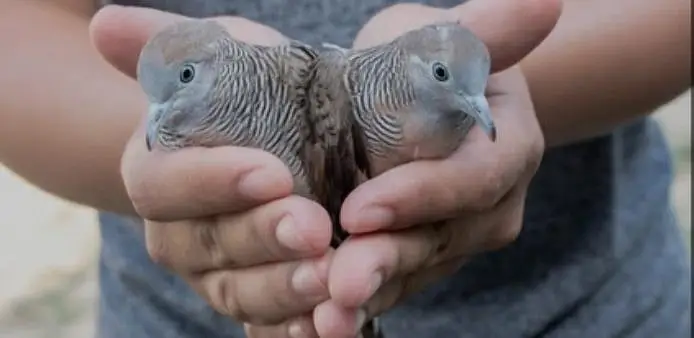 Doves /Doves For Sale /Zebra Dove /Qumri /Fakhta /All kind of Doves — photo 8