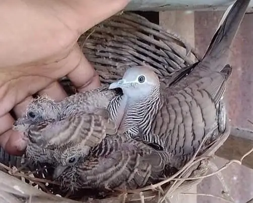 Doves /Doves For Sale /Zebra Dove /Qumri /Fakhta /All kind of Doves — photo 9
