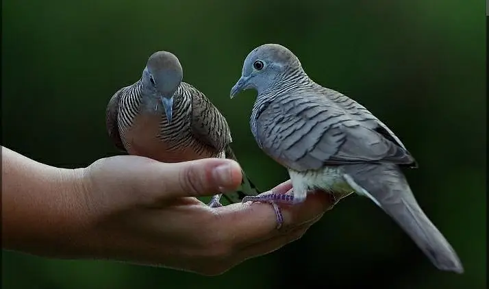 Doves /Doves For Sale /Zebra Dove /Qumri /Fakhta /All kind of Doves — photo 11