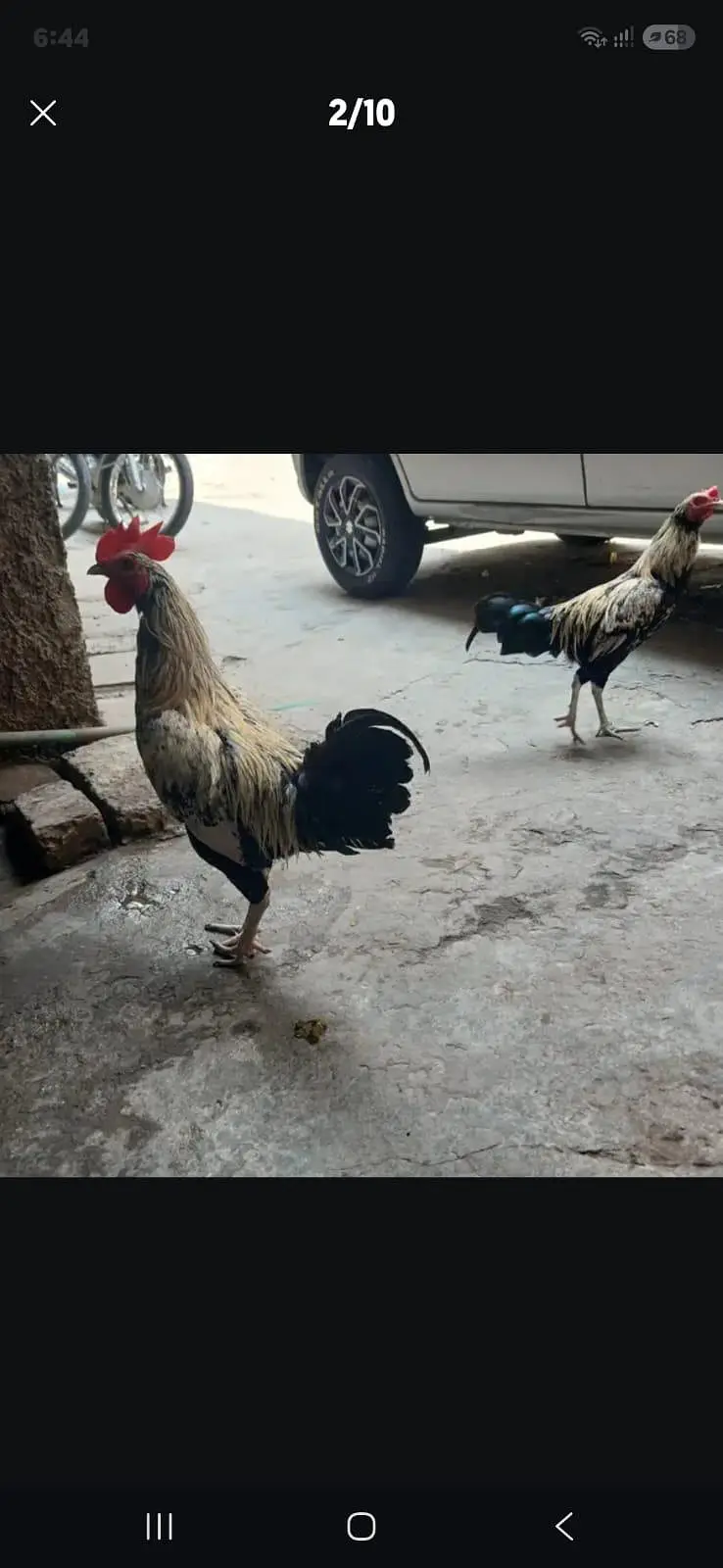 2 male and 1  female — photo 2