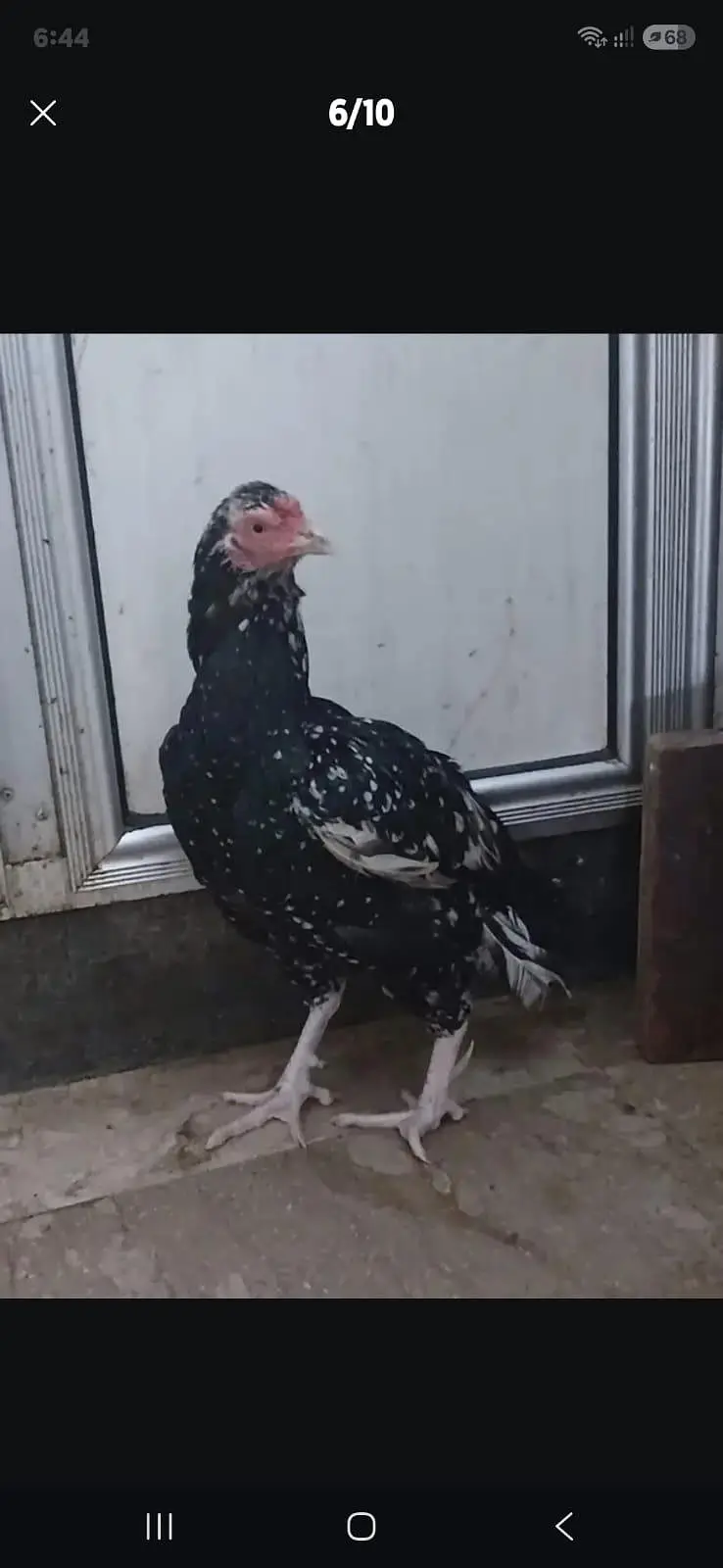 2 male and 1  female — photo 4