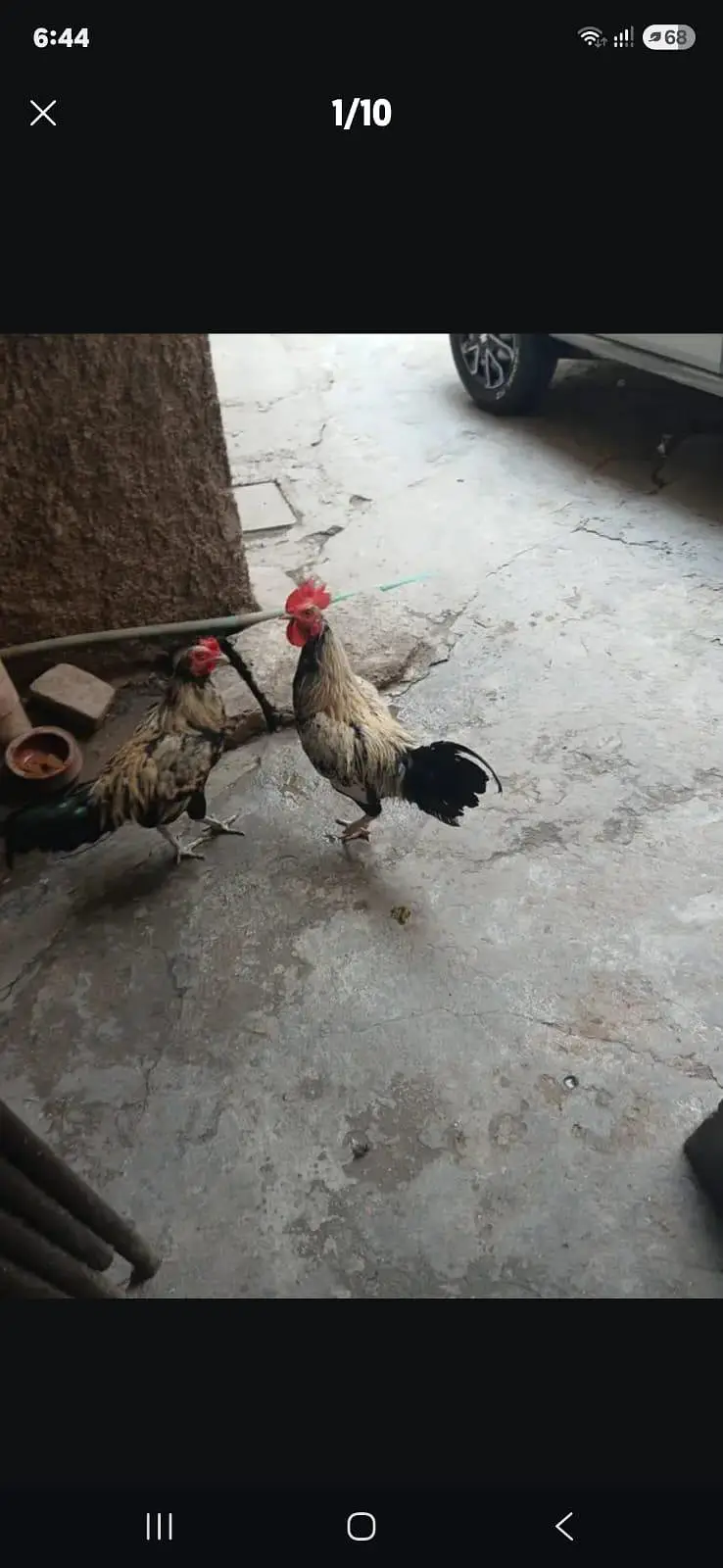 2 male and 1  female — photo 5