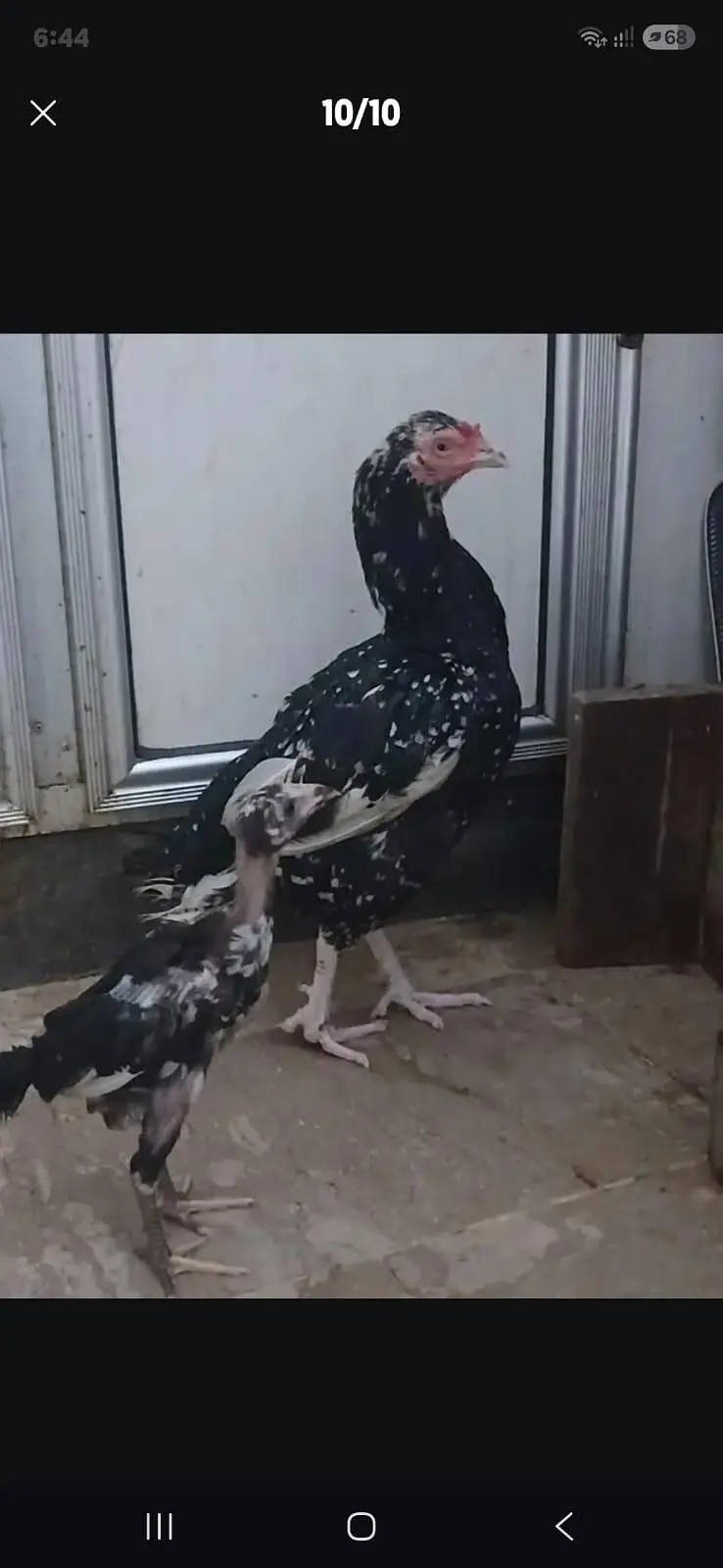 2 male and 1  female — photo 6