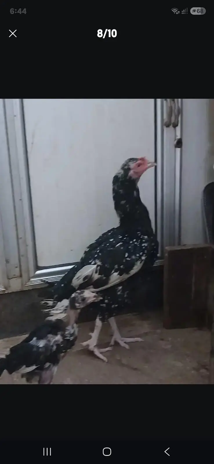 2 male and 1  female — photo 7