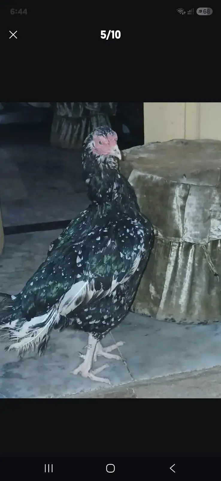 2 male and 1  female — photo 8