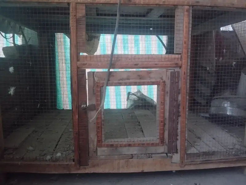 Cage desi hai mazboot hai — photo 3