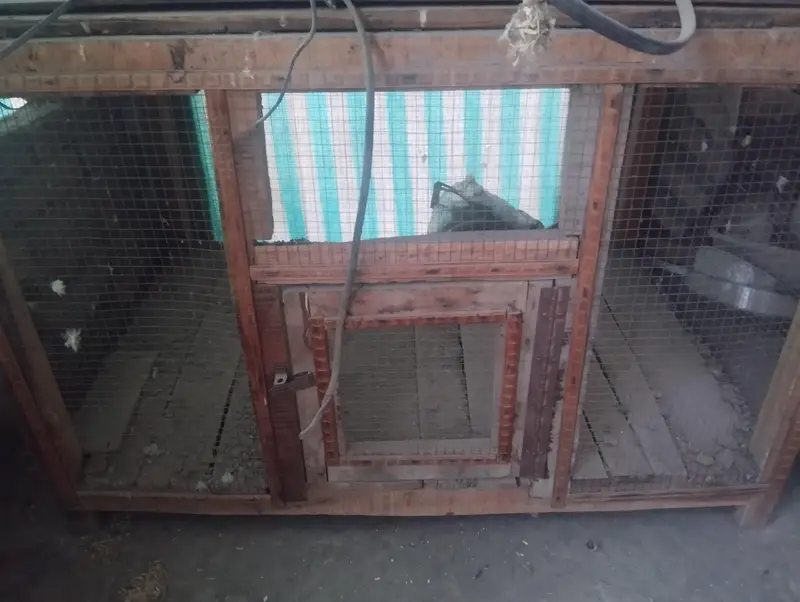 Cage desi hai mazboot hai — photo 5