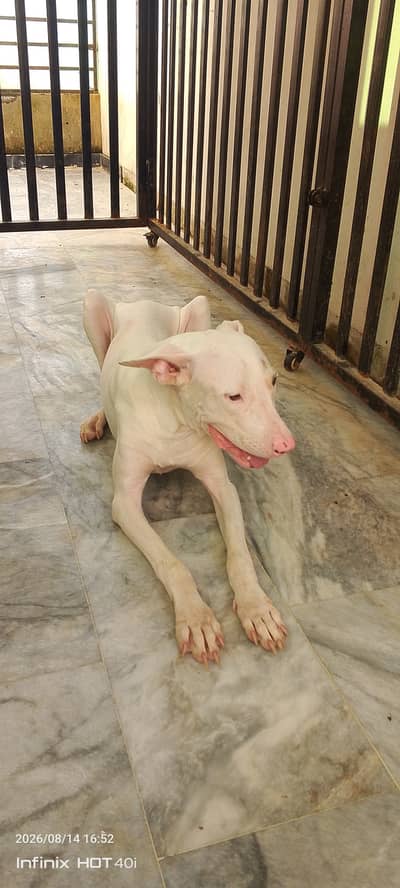 Dog For Sale