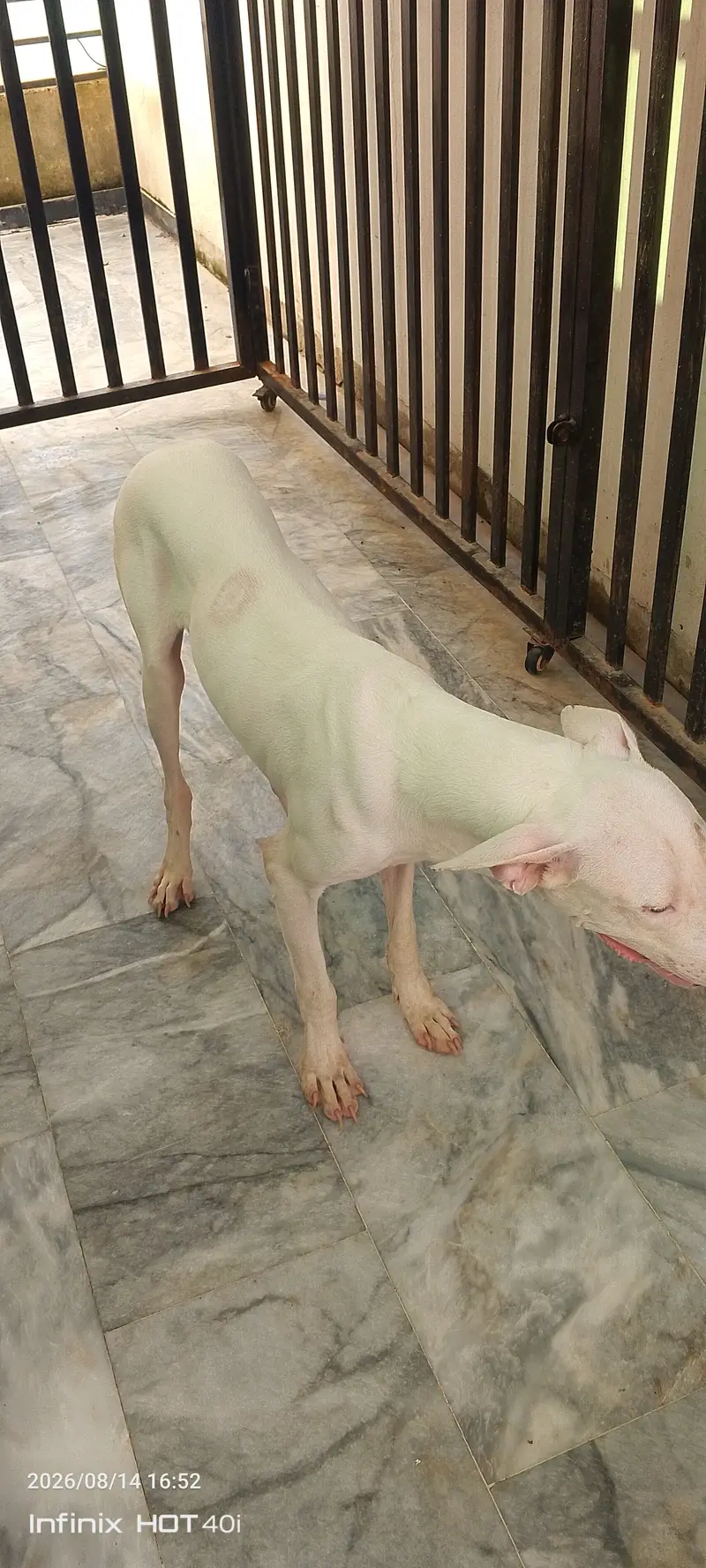 Dog For Sale — photo 2