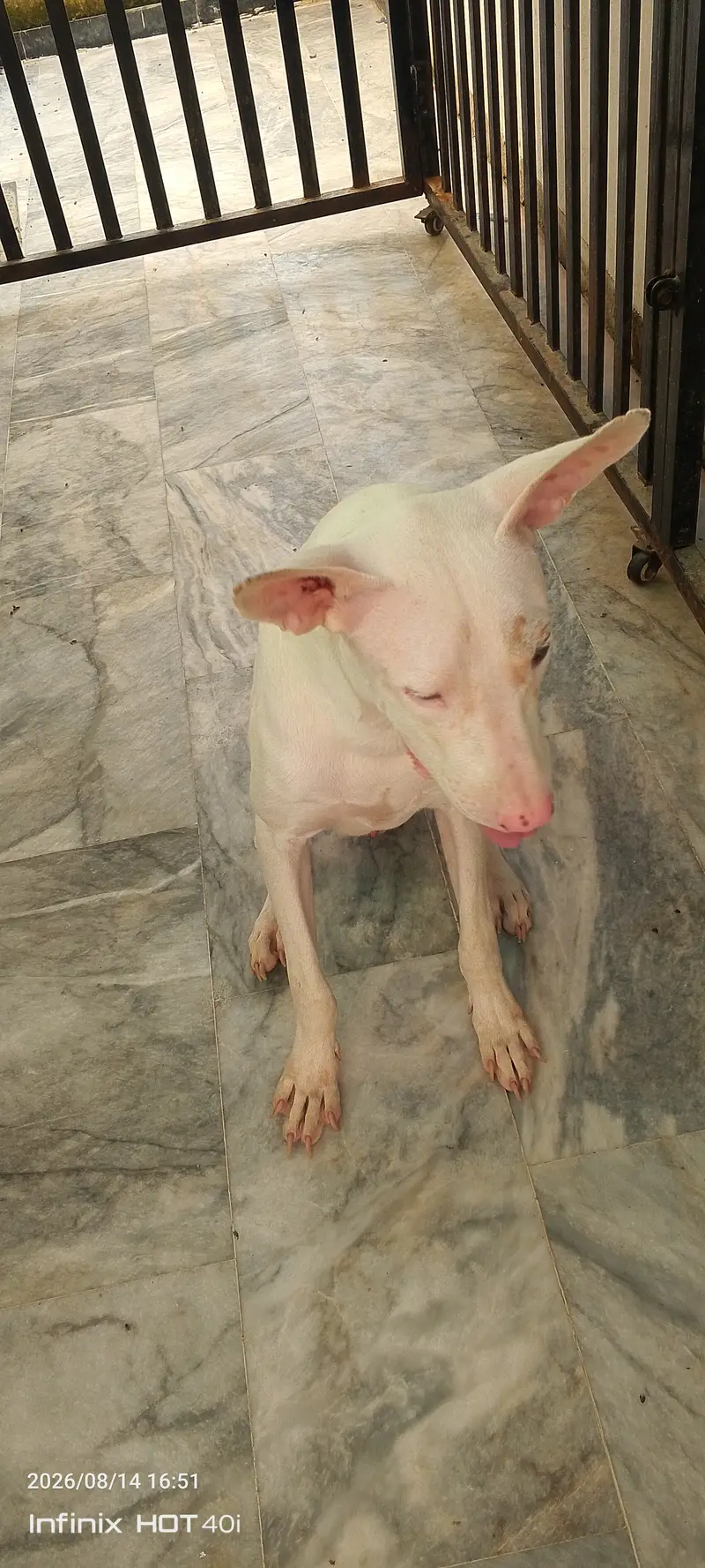 Dog For Sale — photo 3