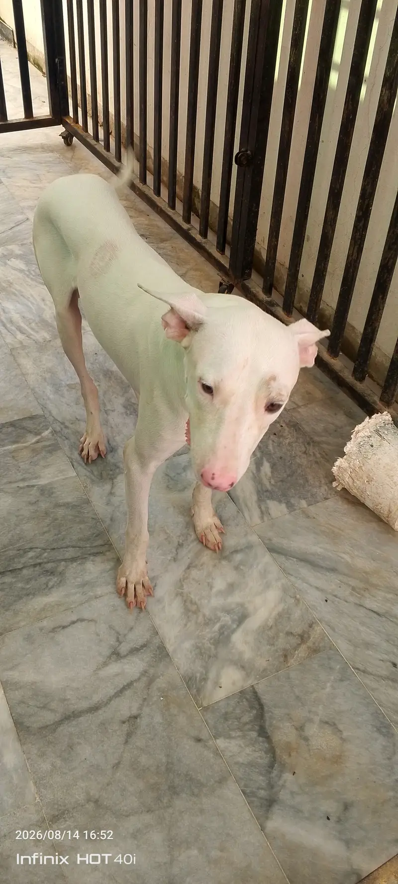 Dog For Sale — photo 4