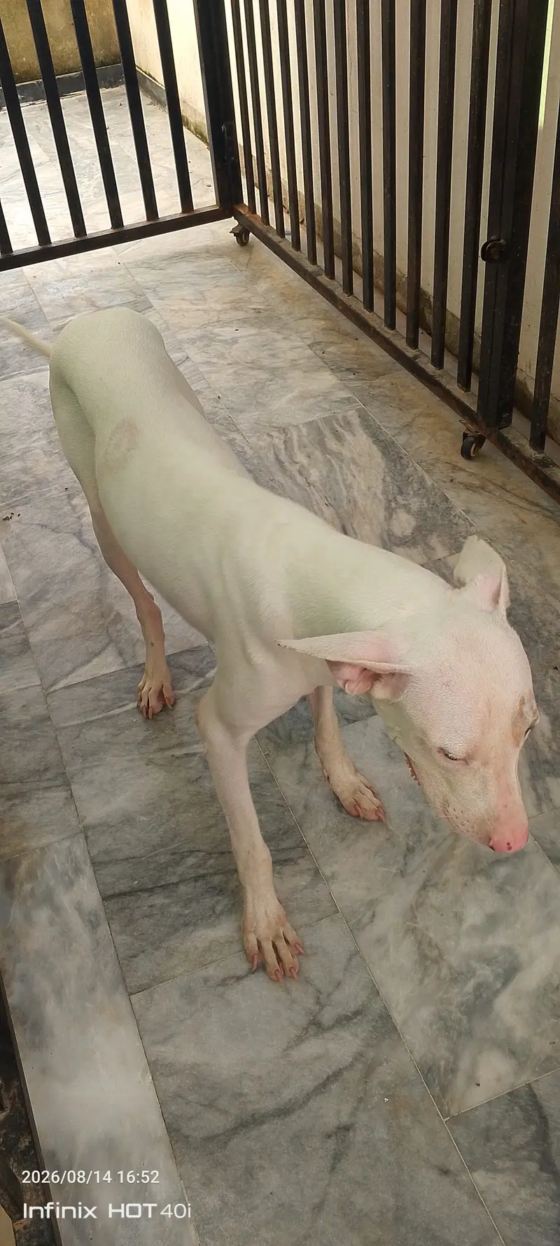 Dog For Sale — photo 5