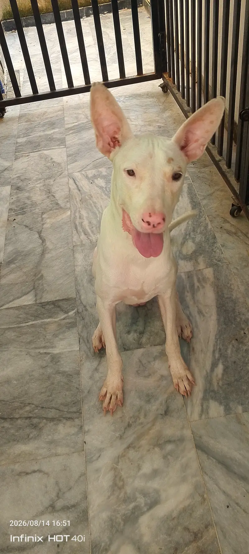 Dog For Sale — photo 6