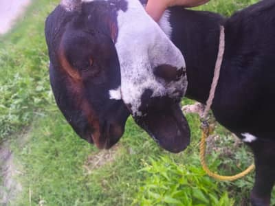 Bakri for sale