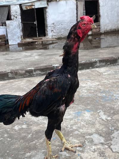 Valeti patha for sale