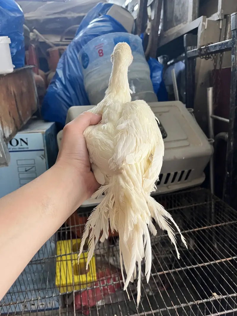 Indian Parrot beak tempered tail female — photo 4