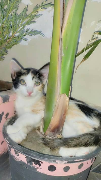 3 female kitten  for sale