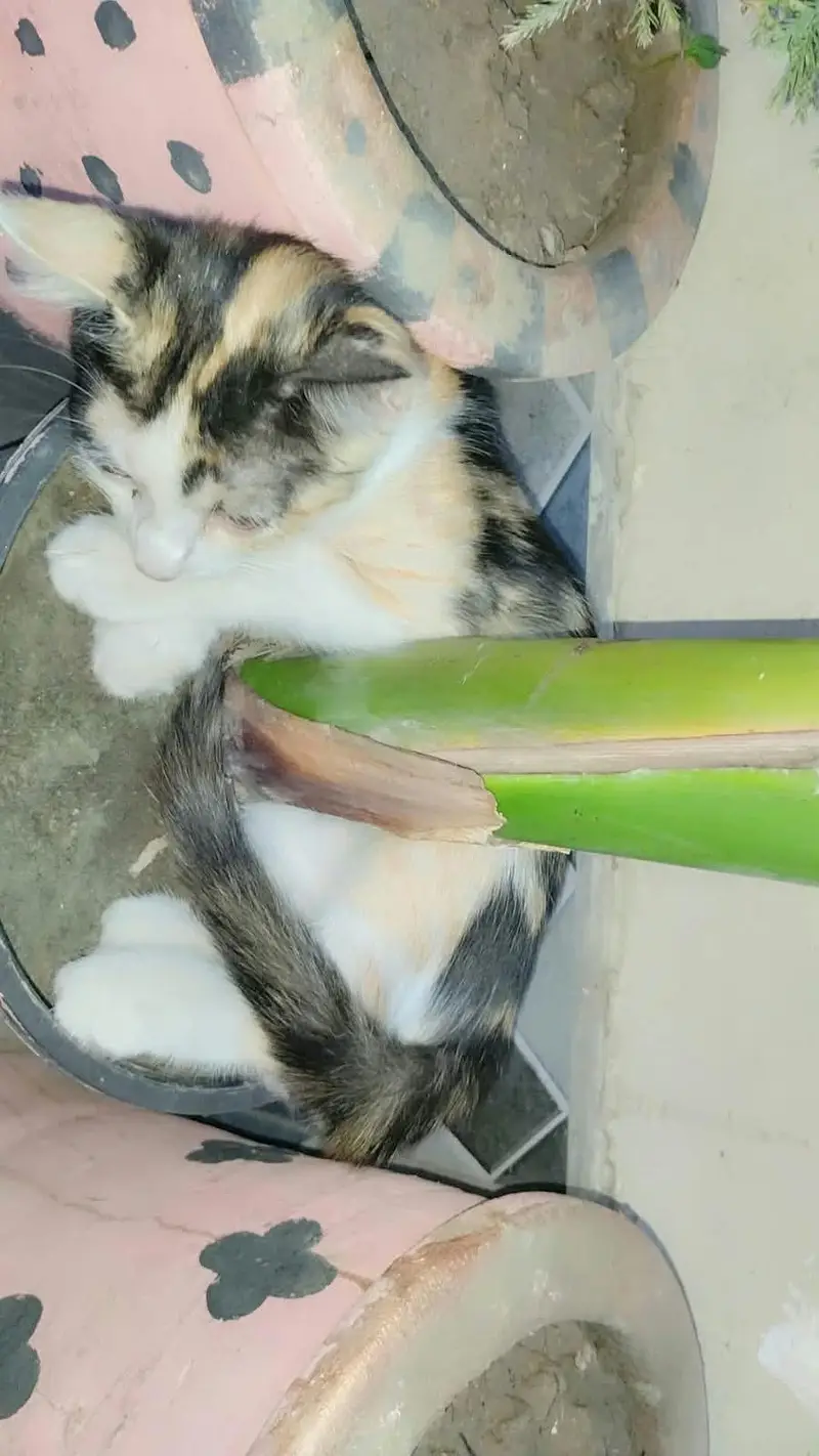 3 female kitten  for sale — photo 2