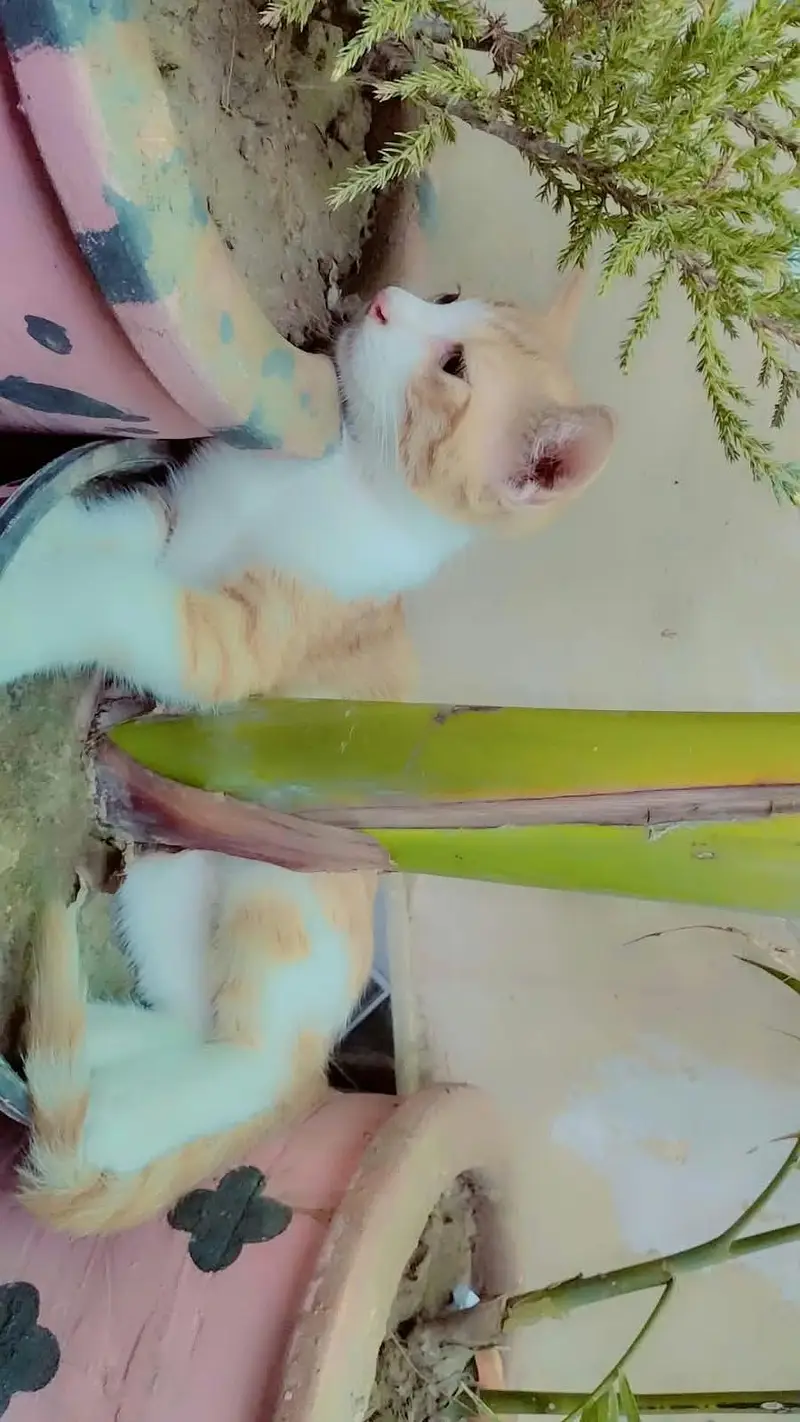 3 female kitten  for sale — photo 3