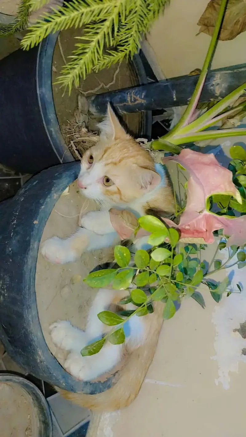 3 female kitten  for sale — photo 4