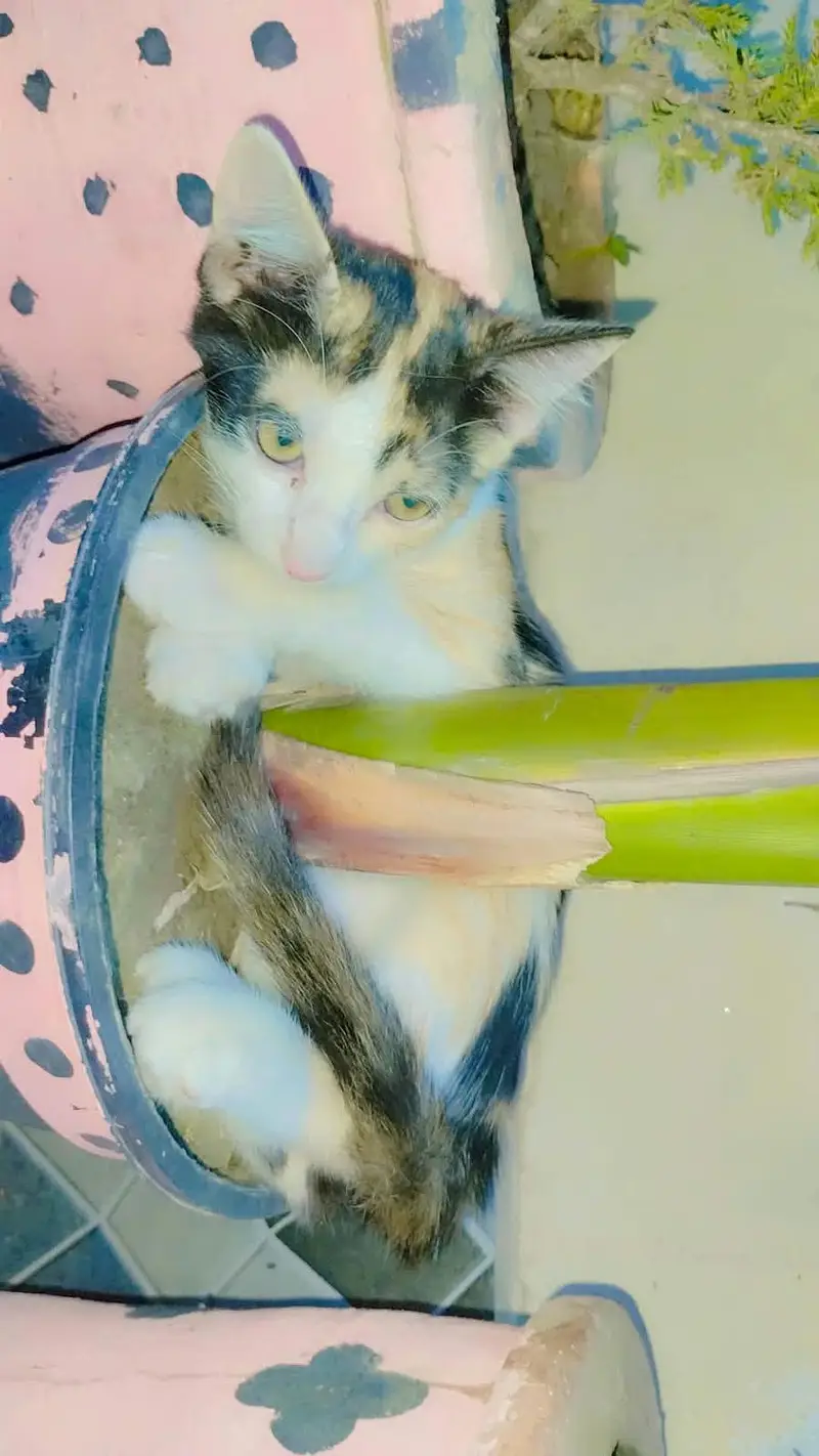 3 female kitten  for sale — photo 5