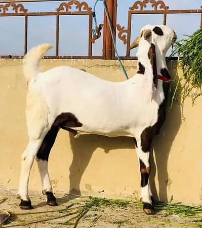 bakra for sale 0325/1578025