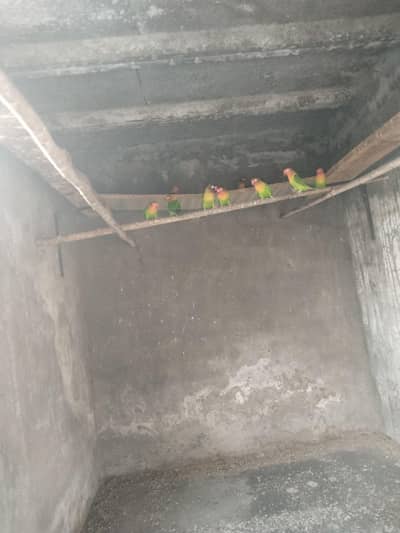 love bird fore sale 5 pair hai total