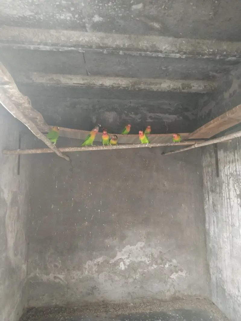 love bird fore sale 5 pair hai total — photo 2