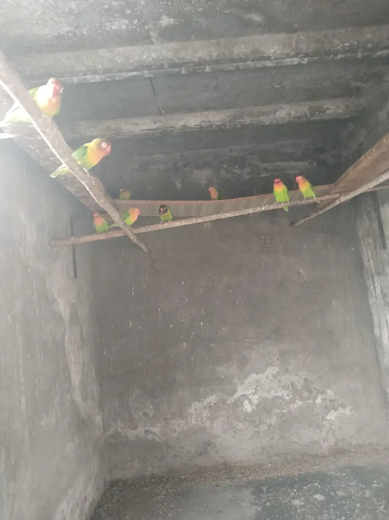love bird fore sale 5 pair hai total — photo 3