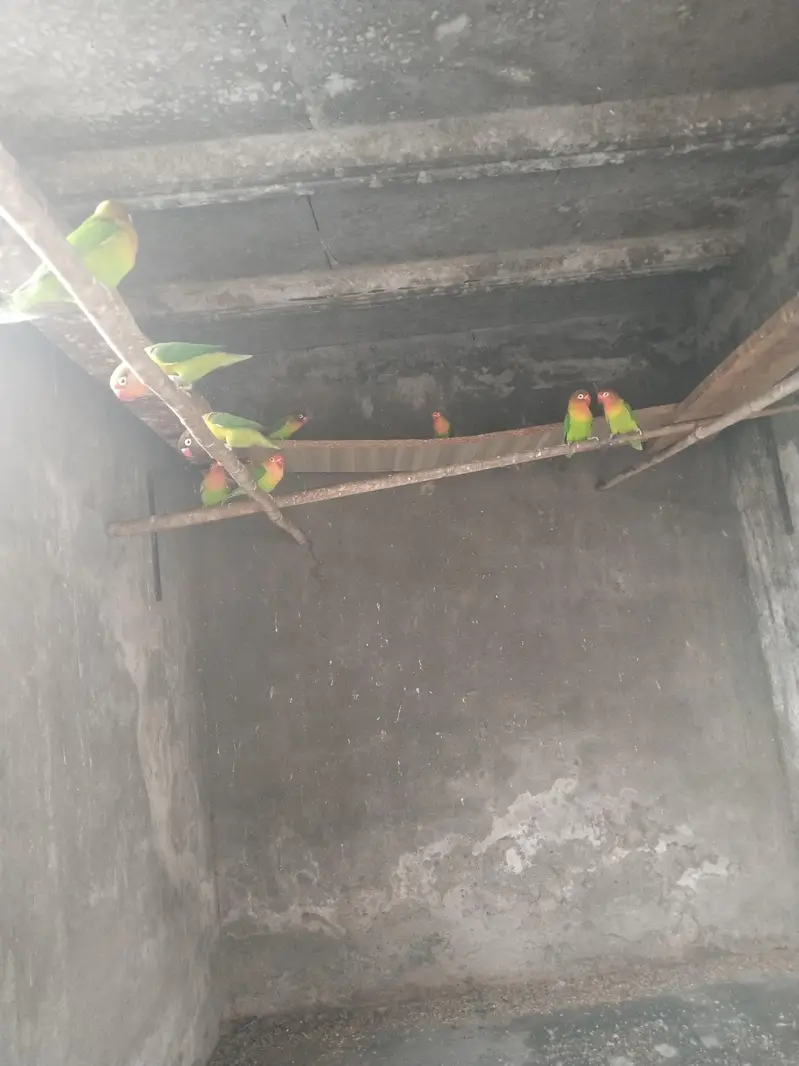 love bird fore sale 5 pair hai total — photo 4