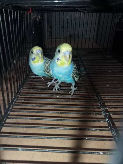 bajri tow males ready to first breed