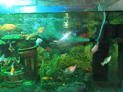 aquarium set up fishes water filter field for sale demand 75k