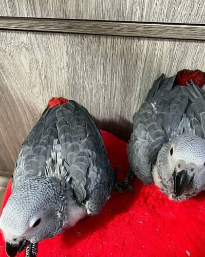 African grey parrot cheeks for sale good looking 03144646382