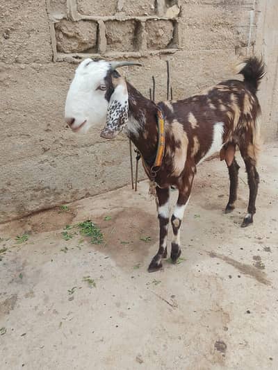 goat for sale
