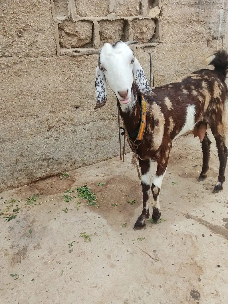 goat for sale — photo 2