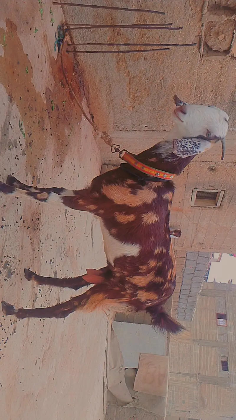 goat for sale — photo 3