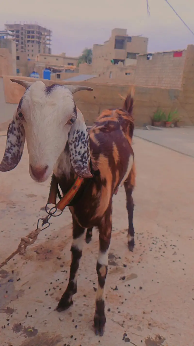 goat for sale — photo 4