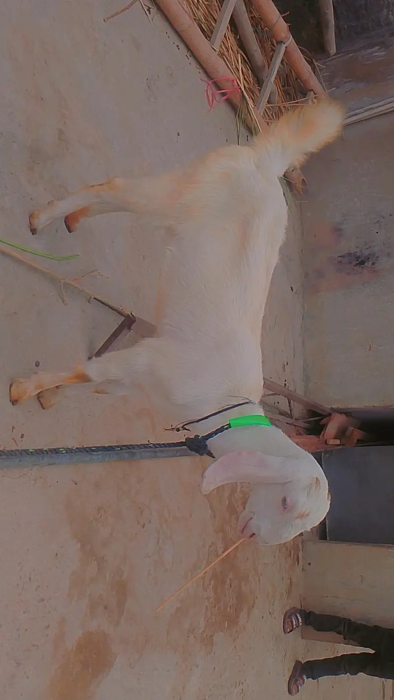 goat for sale — photo 5