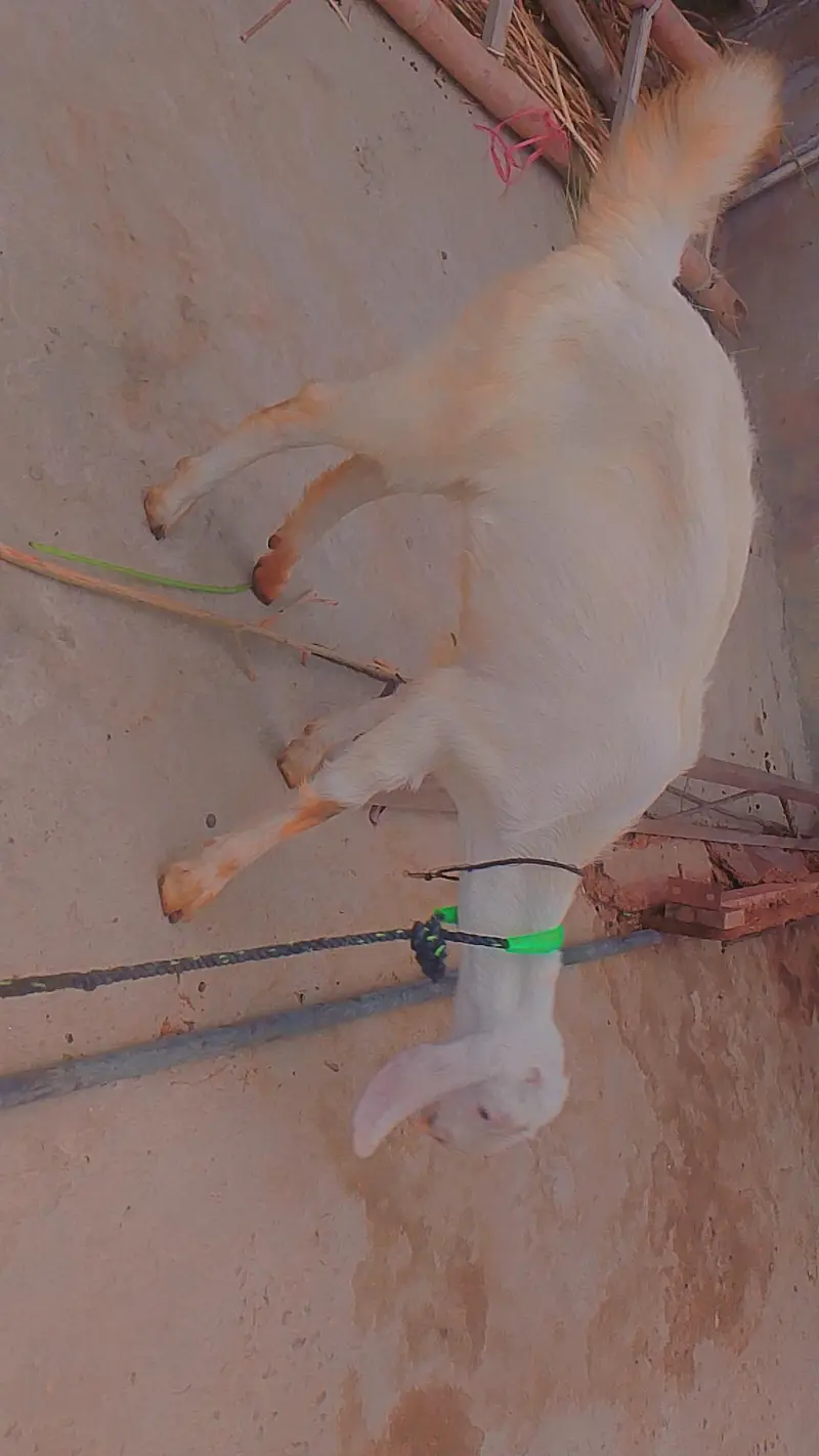 goat for sale — photo 6