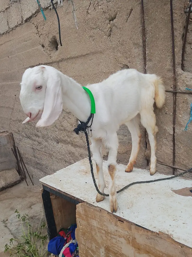 goat for sale — photo 8