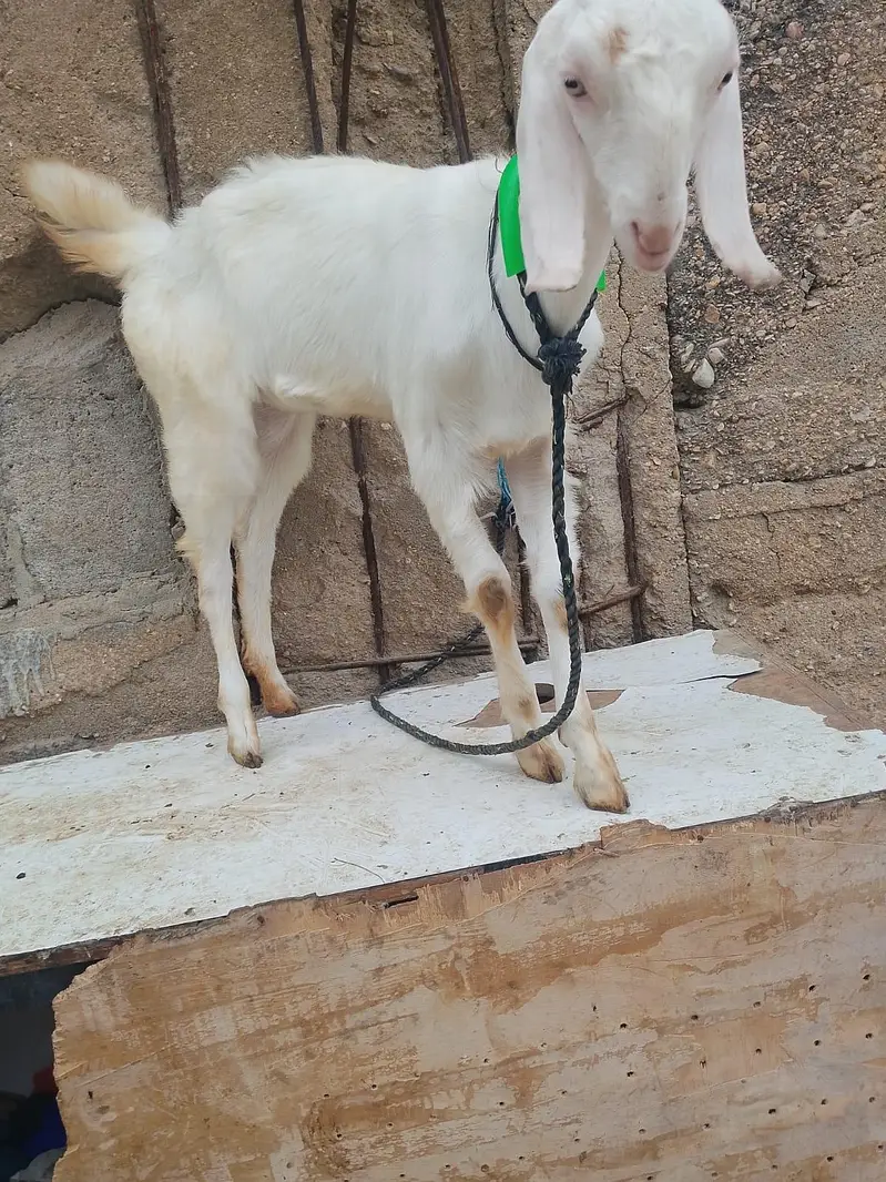 goat for sale — photo 9