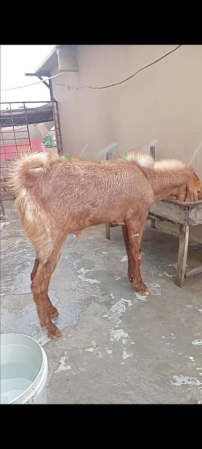Breeder fresh 2 daant bakra