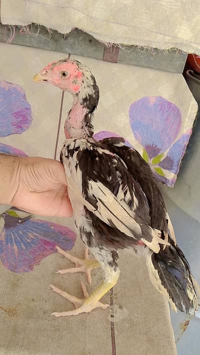 Mushka 3 months pathe for sale