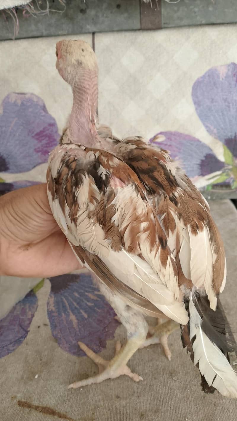 Mushka 3 months pathe for sale 2