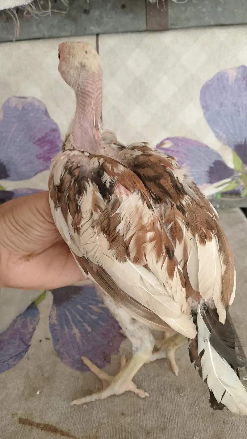 Mushka 3 months pathe for sale — photo 3