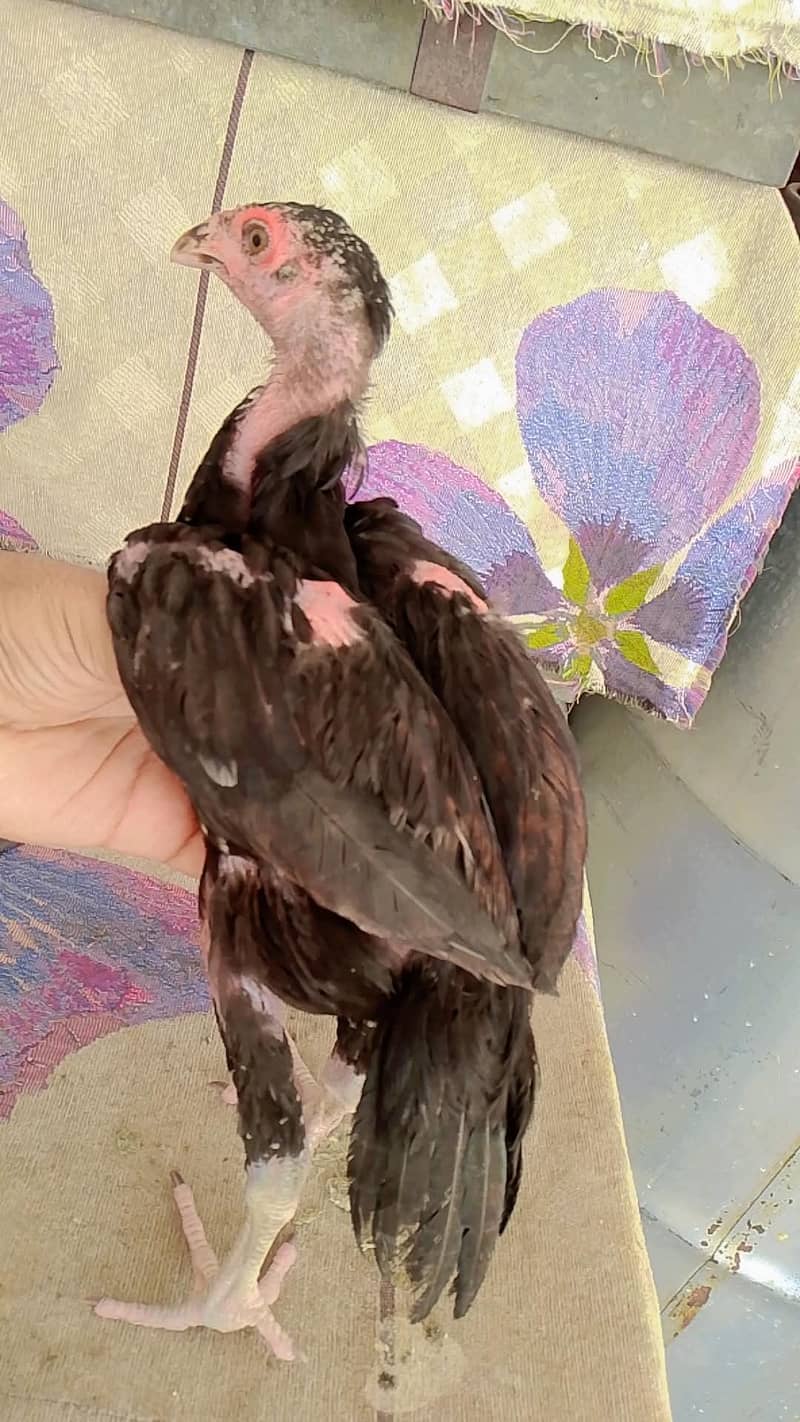 Mushka 3 months pathe for sale 3