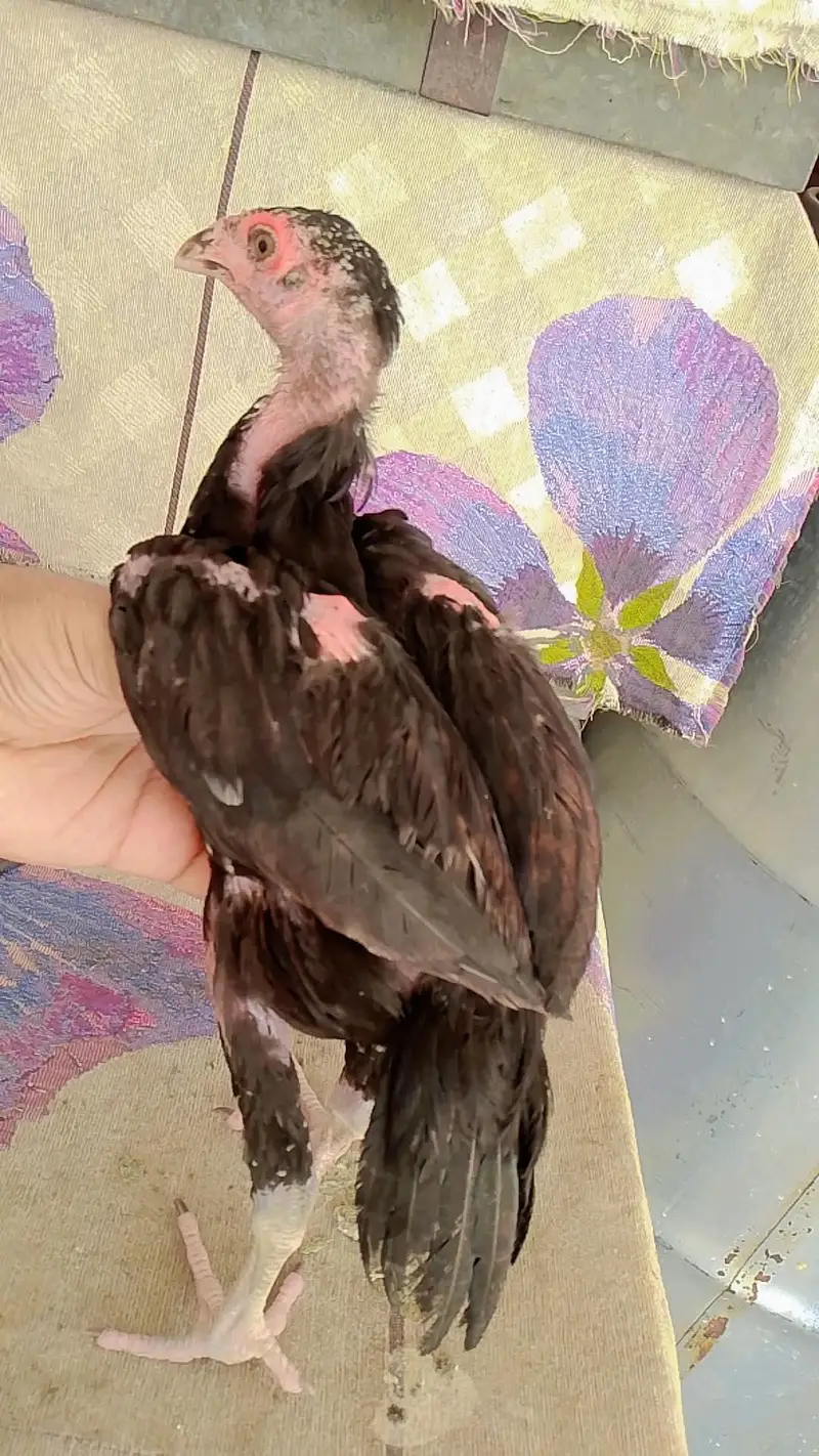 Mushka 3 months pathe for sale — photo 4